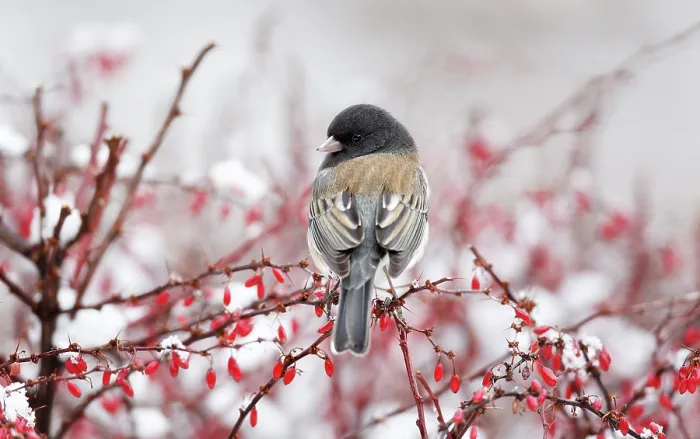 Framed Print : Dark-eyed junco (Junco hyemalis) male, perched amongst Barberry (Berberis sp.) branches with red edible fruit in garden, Reno, Nevada, USA. January Framed Print : Dark-eyed junco (Junco hyemalis) male, perched amongst Barberry (Berberis sp.) branches with red edible fruit in garden, Reno, Nevada, USA. January