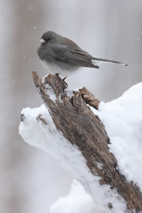 Framed Print : Dark-eyed junco (Junco hyemalis) perched in snow, Maryland, USA. January Framed Print : Dark-eyed junco (Junco hyemalis) perched in snow, Maryland, USA. January