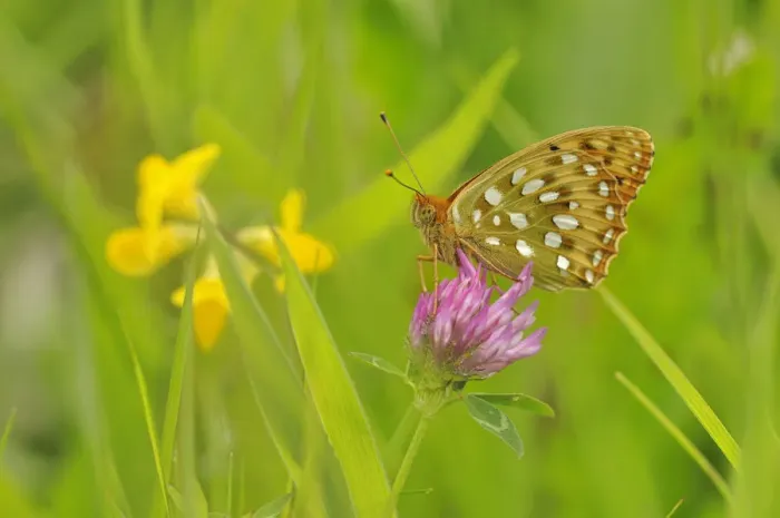 Framed Print : Dark green fritillary (Argynnis aglaja) on pink clover, south west France Framed Print : Dark green fritillary (Argynnis aglaja) on pink clover, south west France