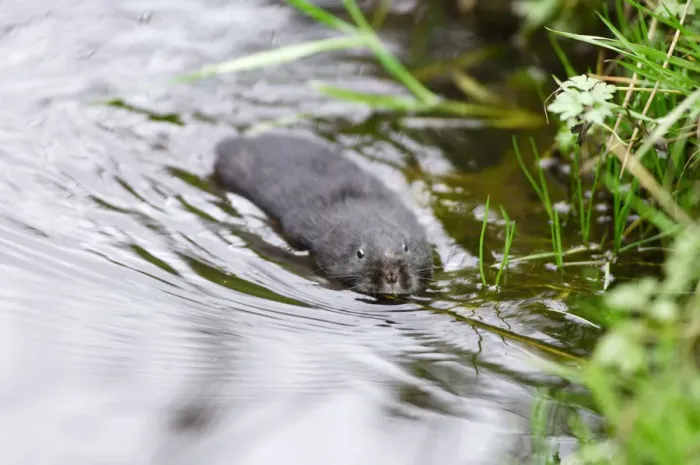 Framed Print : Dark-haired Water Vole (Arvicola terrestris) in upland stream, Cairngorms National Park Framed Print : Dark-haired Water Vole (Arvicola terrestris) in upland stream, Cairngorms National Park