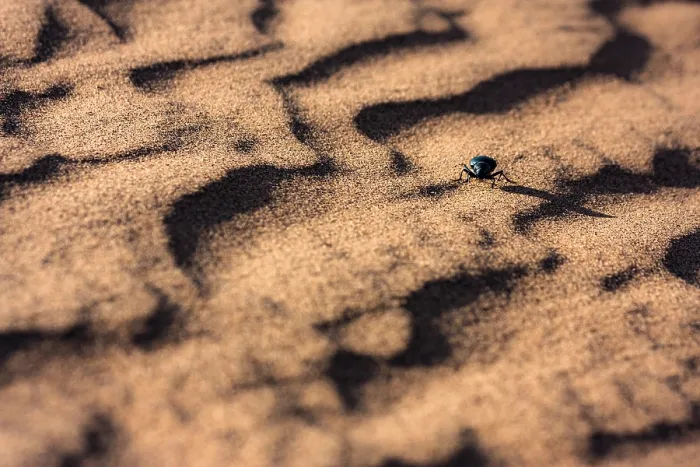 Framed Print : Darkling beetle (Tenebrionidae) walking over sand dunes, Sahara desert, southern Morocco. March Framed Print : Darkling beetle (Tenebrionidae) walking over sand dunes, Sahara desert, southern Morocco. March