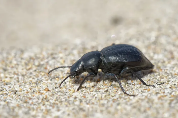 Framed Print : Darkling beetle (Tentyria sp.) foraging on coastal sand dunes, Cabo de Gata-Nijar Natural Park, Almeria, Spain. March Framed Print : Darkling beetle (Tentyria sp.) foraging on coastal sand dunes, Cabo de Gata-Nijar Natural Park, Almeria, Spain. March