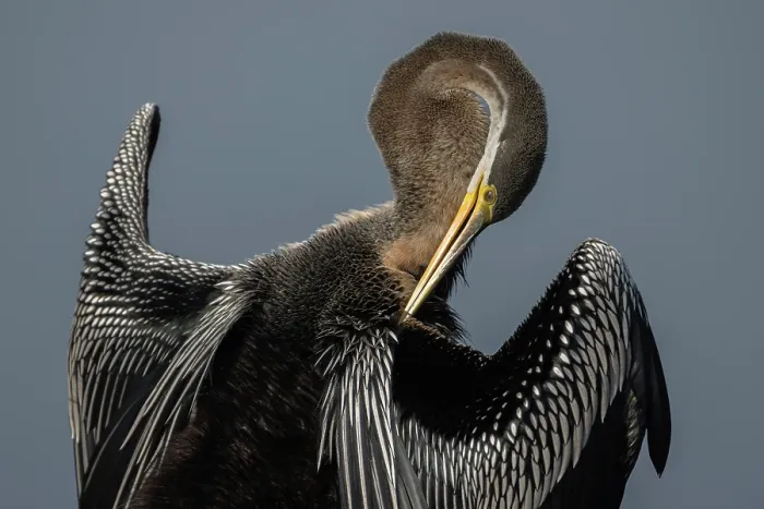 Framed Print : Darter (Anhinga melanogaster) preening, Keoladeo Ghana National Park, Bharatpur, Rajasthan, India Framed Print : Darter (Anhinga melanogaster) preening, Keoladeo Ghana National Park, Bharatpur, Rajasthan, India