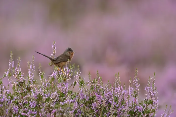 Framed Print : Dartford warbler (Sylvia undata) adult male perched on flowering Heather  /  Ling
