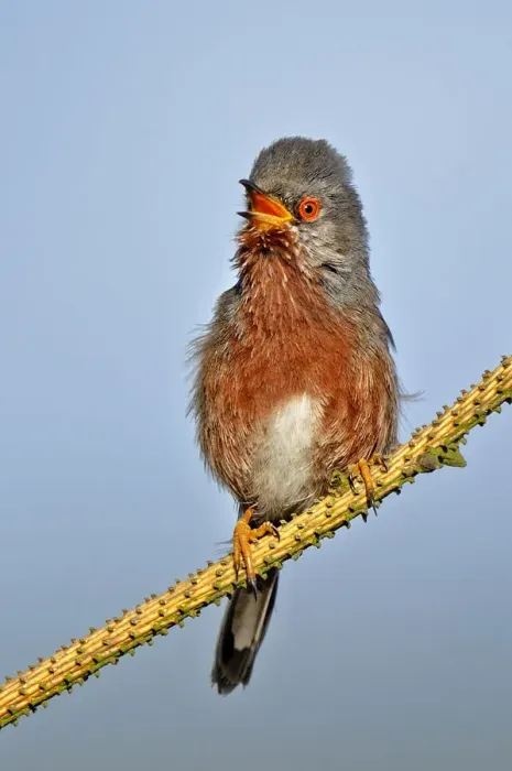 Framed Print : Dartford warbler (Sylvia undata) male perched, singing, Wales, UK, May Framed Print : Dartford warbler (Sylvia undata) male perched, singing, Wales, UK, May