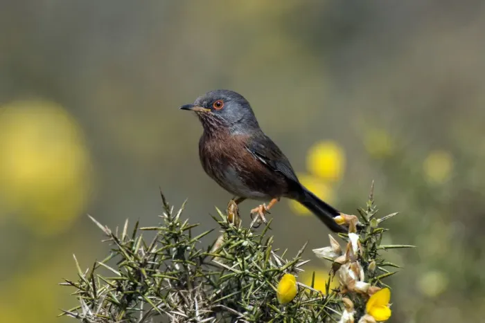 Framed Print : Dartford Warbler (Sylvia undata) perched on Gorse, Surrey, England. UK Framed Print : Dartford Warbler (Sylvia undata) perched on Gorse, Surrey, England. UK