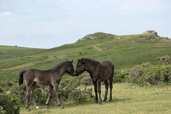 Two Dartmoor ponies (Equus ferus caballus), endangered rare breed, colts greeting one another. Dartmoor National Park, Devon, England. June