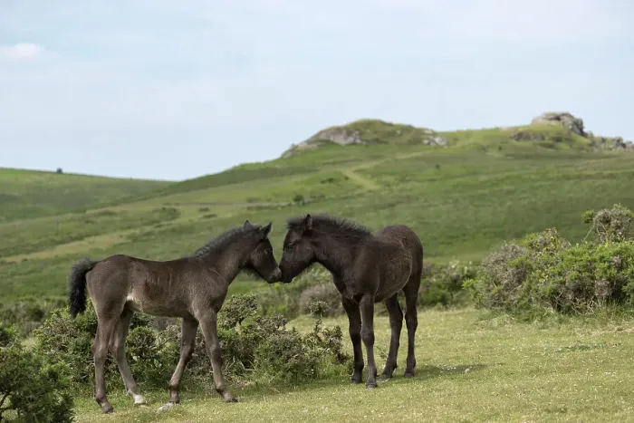 Framed Print : Two Dartmoor ponies (Equus ferus caballus), endangered rare breed, colts greeting one another. Dartmoor National Park, Devon, England. June Framed Print : Two Dartmoor ponies (Equus ferus caballus), endangered rare breed, colts greeting one another. Dartmoor National Park, Devon, England. June