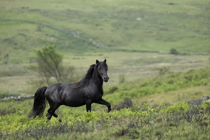 Framed Print : Dartmoor pony (Equus ferus caballus), endangered rare breed, stallion trotting. Dartmoor National Park, Devon, England. June Framed Print : Dartmoor pony (Equus ferus caballus), endangered rare breed, stallion trotting. Dartmoor National Park, Devon, England. June