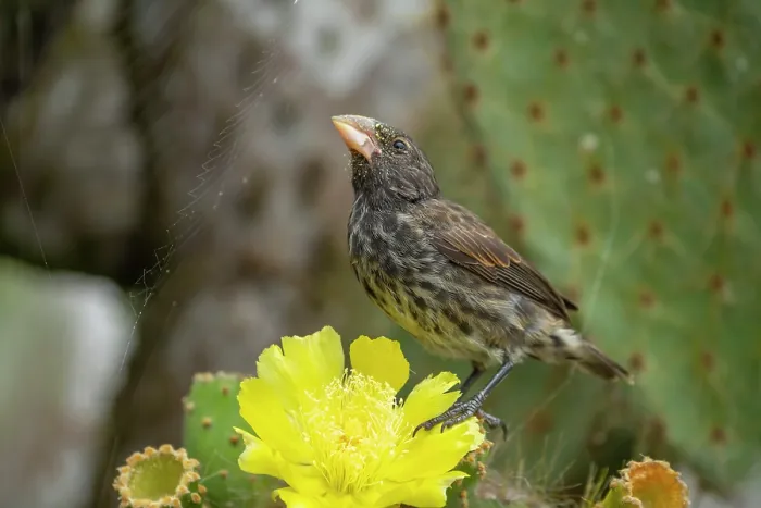 Framed Print : Darwin's Genovesa cactus finch (Geospiza propinqua) perched on Prickly pear cactus (Opuntia sp.) flower, Genovesa Island, Galapagos Islands Framed Print : Darwin's Genovesa cactus finch (Geospiza propinqua) perched on Prickly pear cactus (Opuntia sp.) flower, Genovesa Island, Galapagos Islands