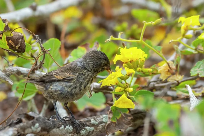 Framed Print : Darwin's Genovesa ground finch (Geospiza acutirostris) feeding on Yellow cordia (Cordia lutea) flower, Genovesa Island, Galapagos Islands