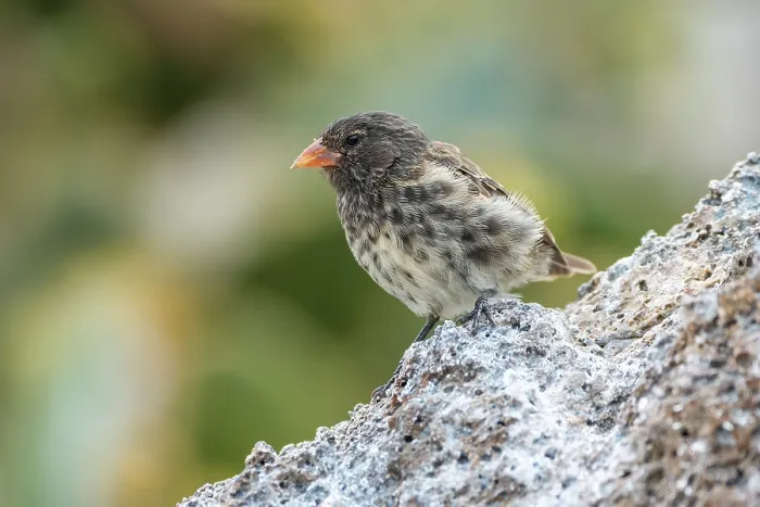 Framed Print : Darwin's Genovesa ground finch (Geospiza acutirostris) perched on rock, Genovesa Island, Galapagos Islands Framed Print : Darwin's Genovesa ground finch (Geospiza acutirostris) perched on rock, Genovesa Island, Galapagos Islands