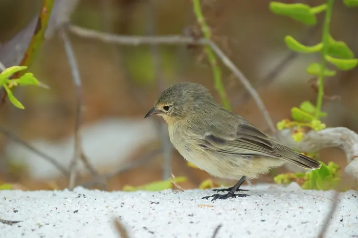Framed Print : Darwin's grey warbler finch (Certhidea fusca) foraging for insects in arid coastal vegetation, Espanola Island, Galapagos Islands Framed Print : Darwin's grey warbler finch (Certhidea fusca) foraging for insects in arid coastal vegetation, Espanola Island, Galapagos Islands