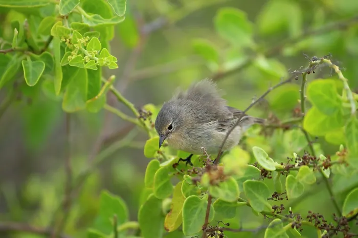 Framed Print : Darwin's grey warbler finch (Certhidea fusca) perched on branch in arid coastal vegetation, Espanola Island, Galapagos Islands Framed Print : Darwin's grey warbler finch (Certhidea fusca) perched on branch in arid coastal vegetation, Espanola Island, Galapagos Islands