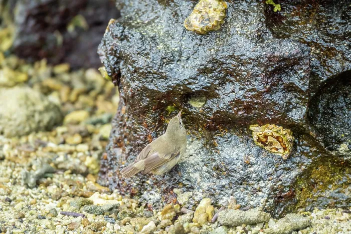 Framed Print : Darwin's grey warbler finch (Certhidea fusca) perched on rock foraging for insects in intertidal zone, Genovesa Island, Galapagos Islands Framed Print : Darwin's grey warbler finch (Certhidea fusca) perched on rock foraging for insects in intertidal zone, Genovesa Island, Galapagos Islands
