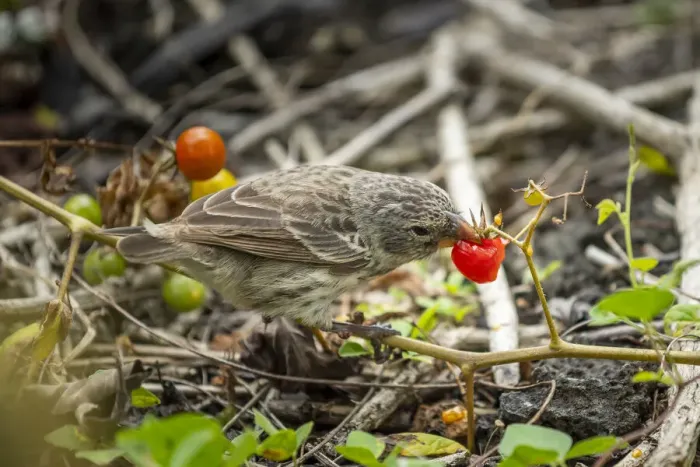 Framed Print : Darwins medium ground finch (geospiza fortis), eating native tomatoes Framed Print : Darwins medium ground finch (geospiza fortis), eating native tomatoes