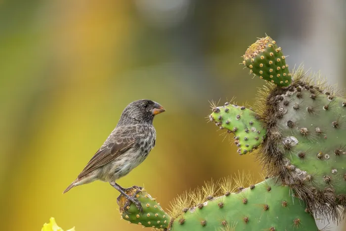 Framed Print : Darwin's medium ground finch (Geospiza fortis) perched on Prickly pear cactus (Opuntia sp.), Santa Cruz Island, Galapagos Islands Framed Print : Darwin's medium ground finch (Geospiza fortis) perched on Prickly pear cactus (Opuntia sp.), Santa Cruz Island, Galapagos Islands