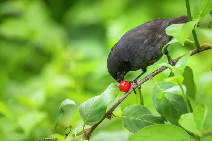 Framed Print : Darwin's small ground finch (Geospiza fuliginosa) male, perched on branch feeding on Memordica berry, Santa Cruz Island, Galapagos Islands Framed Print : Darwin's small ground finch (Geospiza fuliginosa) male, perched on branch feeding on Memordica berry, Santa Cruz Island, Galapagos Islands