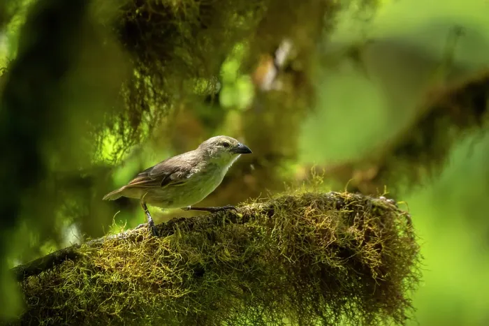 Framed Print : Darwin's woodpecker finch (Cactospiza pallida) perched on lichen covered branch in highland Scalesia cloud forest, Santa Cruz Island, Galapagos Islands Framed Print : Darwin's woodpecker finch (Cactospiza pallida) perched on lichen covered branch in highland Scalesia cloud forest, Santa Cruz Island, Galapagos Islands