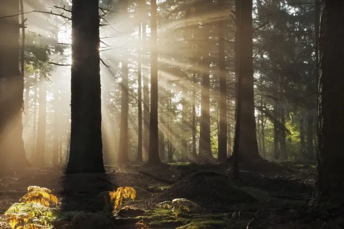 Framed Print : Dawn in Bolderwood with mist and rays of sunlight. New Forest National Park, Hampshire Framed Print : Dawn in Bolderwood with mist and rays of sunlight. New Forest National Park, Hampshire