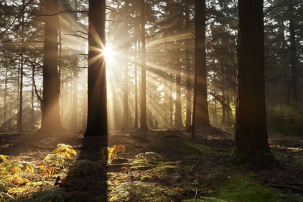 Dawn in Bolderwood with mist and rays of sunlight. New Forest National Park, Hampshire