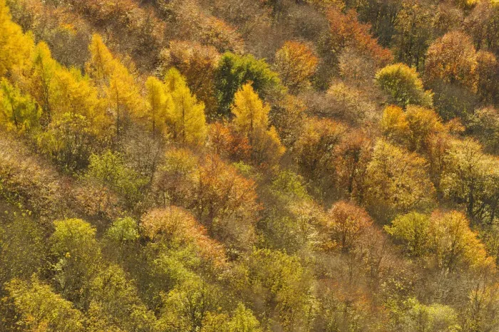 Framed Print : Dawn light over a mixed woodland in autumn. Kinnoull Hill Woodland Park, Perthshire Framed Print : Dawn light over a mixed woodland in autumn. Kinnoull Hill Woodland Park, Perthshire