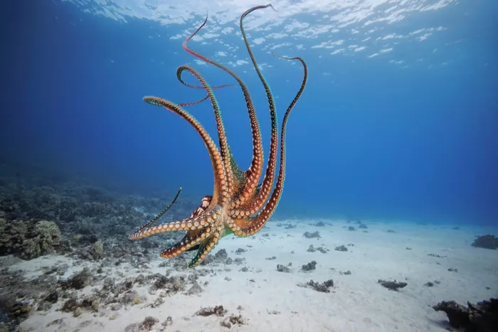 Framed Print : Day octopus (Octopus cyanea) drifting over seabed in shallow water, Hawaii, Pacific Ocean Framed Print : Day octopus (Octopus cyanea) drifting over seabed in shallow water, Hawaii, Pacific Ocean