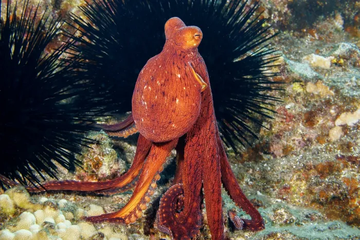 Framed Print : Day octopus (Octopus cyanea) erecting eyes and standing on tentacles to get a better view of its surroundings, whilst black Sea urchins (Echinoidea) rest on rocks nearby, Hawaii Framed Print : Day octopus (Octopus cyanea) erecting eyes and standing on tentacles to get a better view of its surroundings, whilst black Sea urchins (Echinoidea) rest on rocks nearby, Hawaii