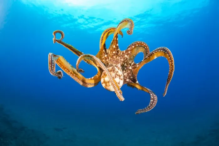 Framed Print : Day octopus (Octopus cyanea) female, in mid-water, Hawaii Framed Print : Day octopus (Octopus cyanea) female, in mid-water, Hawaii