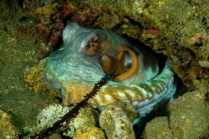 Framed Print : Day octopus (Octopus cyanea) female, receiving a packet of sperm from a nearby male, whose specialized arm (hectocotylus) can be seen placing the sperm packet inside her mantle