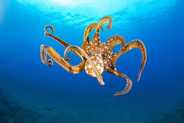 Day octopus (Octopus cyanea) female, in mid-water, Hawaii