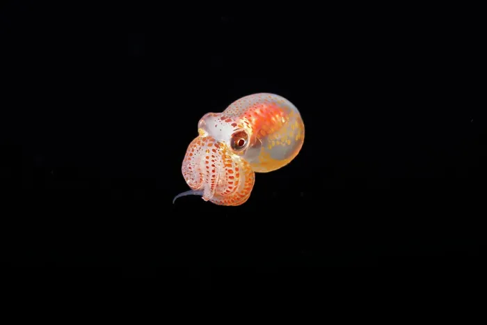 Framed Print : Day octopus (Octopus cyanea) larvae swimming in open sea at night, Yap, Federated States of Micronesia, Pacific Ocean Framed Print : Day octopus (Octopus cyanea) larvae swimming in open sea at night, Yap, Federated States of Micronesia, Pacific Ocean