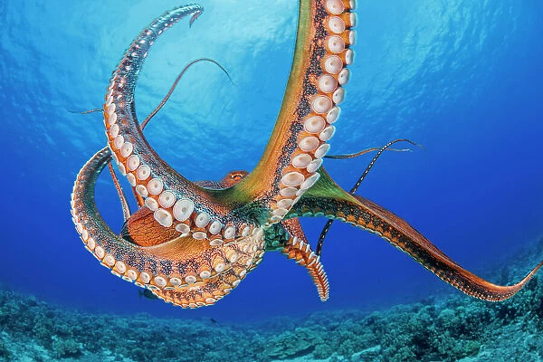 Day octopus (Octopus cyanea), occurs in both Pacific and Indian Oceans, from Hawaii to eastern coast of Africa, moving across coral reef, Hawaii, Pacific Ocean