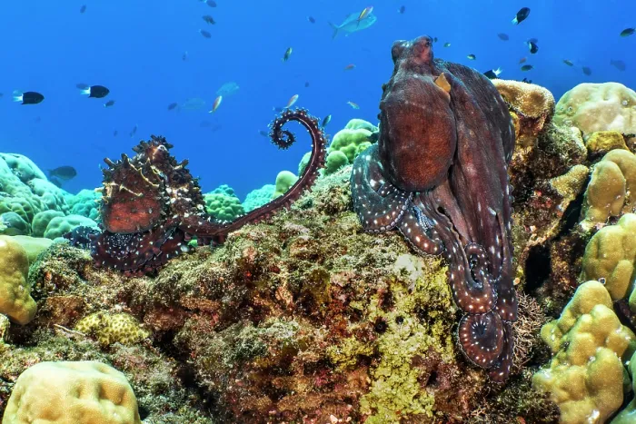 Framed Print : Day octopus (Octopus cyanea) pair, male left, on reef Framed Print : Day octopus (Octopus cyanea) pair, male left, on reef