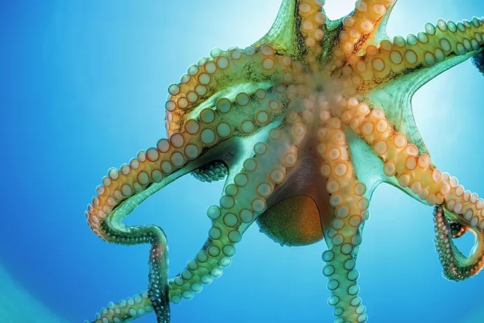 Framed Print : Day octopus (Octopus cyanea) portrait, ventral view, Hawaii, Pacific Ocean Framed Print : Day octopus (Octopus cyanea) portrait, ventral view, Hawaii, Pacific Ocean