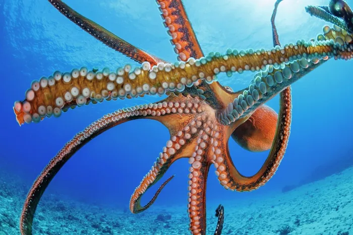 Framed Print : Day octopus (Octopus cyanea) portrait, Hawaii, Pacific Ocean Framed Print : Day octopus (Octopus cyanea) portrait, Hawaii, Pacific Ocean