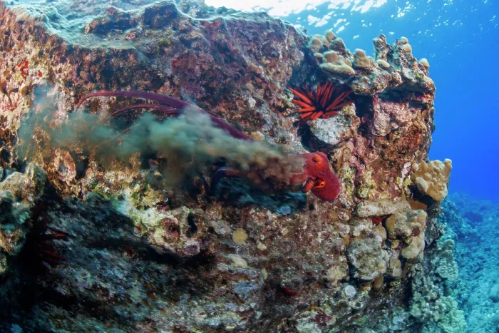 Framed Print : Day octopus (Octopus cyanea) releasing an ink cloud to escape predator on reef, as Red pencil urchin (Heterocentrotus mamillatus) rests behind, Hawaii, USA, Pacific Ocean Framed Print : Day octopus (Octopus cyanea) releasing an ink cloud to escape predator on reef, as Red pencil urchin (Heterocentrotus mamillatus) rests behind, Hawaii, USA, Pacific Ocean