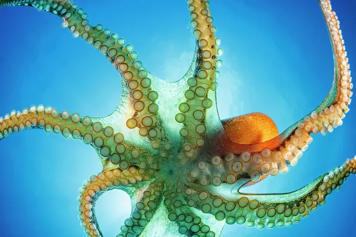 Framed Print : Day octopus (Octopus cyanea) ventral view portrait, Hawaii, Pacific Ocean Framed Print : Day octopus (Octopus cyanea) ventral view portrait, Hawaii, Pacific Ocean
