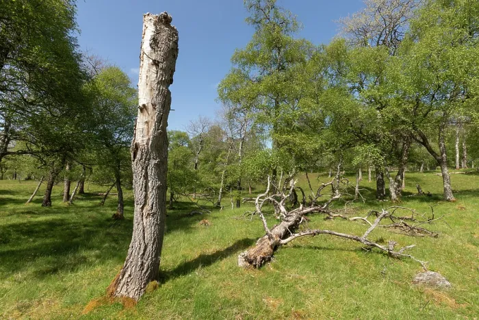 Framed Print : Dead Aspen tree (Populus tremula) providing standing deadwood habitat, Cairngorms National Park, Scotland, UK. May Framed Print : Dead Aspen tree (Populus tremula) providing standing deadwood habitat, Cairngorms National Park, Scotland, UK. May
