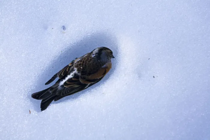 Framed Print : Dead Brambling (Fringilla montifringilla) in snow, Ldersdorf, Austria, February 2009