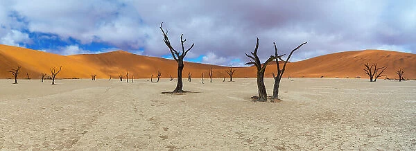 Dead Camel thorn trees (Vachellia  /  Acacia erioloba) with distant sand dunes, Deadvlei, Namib-Naukluft National Park, Namibia, Africa, June 2015