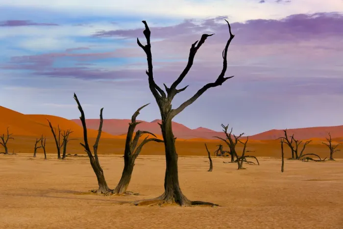 Framed Print : Dead Camel thorn trees (Vachellia erioloba), Sossusvlei region, Namib desert, Namibia Framed Print : Dead Camel thorn trees (Vachellia erioloba), Sossusvlei region, Namib desert, Namibia