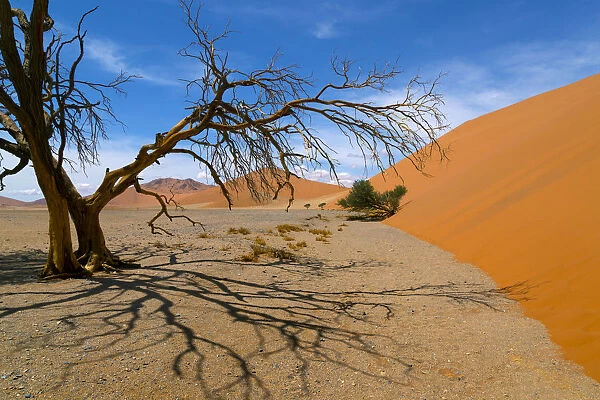 Dead Camel thorn trees (Vachellia erioloba), Sossusvlei region, Namib desert, Namibia