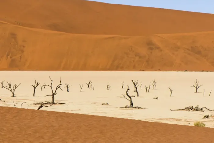 Framed Print : Dead Camelthorn trees (Vachellia erioloba) on sand, Deadvlei, Sossusvlei, Naukluft National Park Framed Print : Dead Camelthorn trees (Vachellia erioloba) on sand, Deadvlei, Sossusvlei, Naukluft National Park