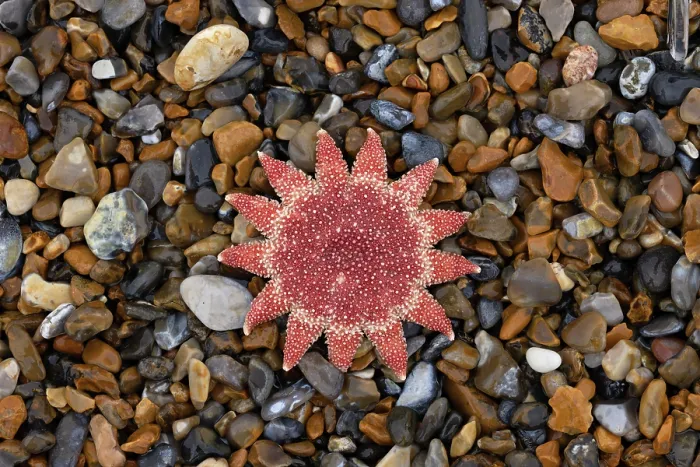 Framed Print : A dead Common sunstar (Crossaster papposus) washed up on beach after a storm, Norfolk, England, UK. October Framed Print : A dead Common sunstar (Crossaster papposus) washed up on beach after a storm, Norfolk, England, UK. October