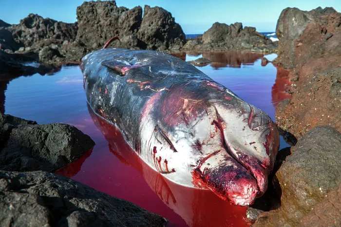 Framed Print : Dead female Cuvier's beaked whale (Ziphius cavirostris). stranded among rocks on the south east coast of Tenerife, Punta de Abona, Tenerife, Canary Islands. July, 2023 Framed Print : Dead female Cuvier's beaked whale (Ziphius cavirostris). stranded among rocks on the south east coast of Tenerife, Punta de Abona, Tenerife, Canary Islands. July, 2023