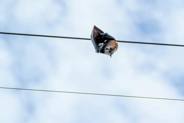 Framed Print : Dead Grey-headed flying-fox (Pteropus poliocephalus) female, killed by electrocution, hanging on a suburban overhead power line, Elsternwick, Victoria, Australia Framed Print : Dead Grey-headed flying-fox (Pteropus poliocephalus) female, killed by electrocution, hanging on a suburban overhead power line, Elsternwick, Victoria, Australia