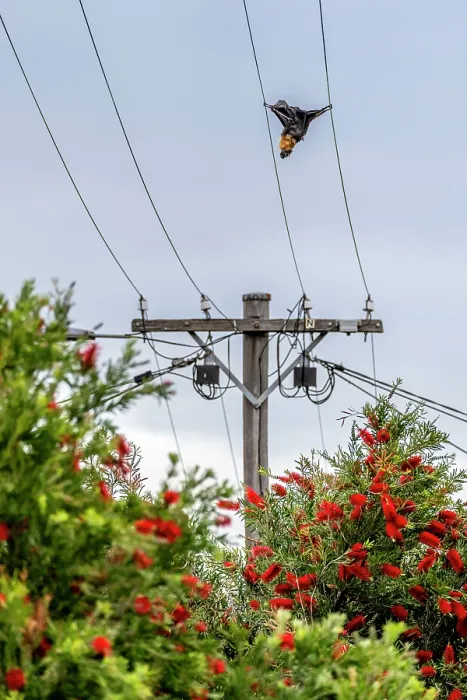 Framed Print : Dead Grey-headed flying-fox (Pteropus poliocephalus) killed by electrocution, hanging on powerlines, Coburg, Victoria, Australia Framed Print : Dead Grey-headed flying-fox (Pteropus poliocephalus) killed by electrocution, hanging on powerlines, Coburg, Victoria, Australia