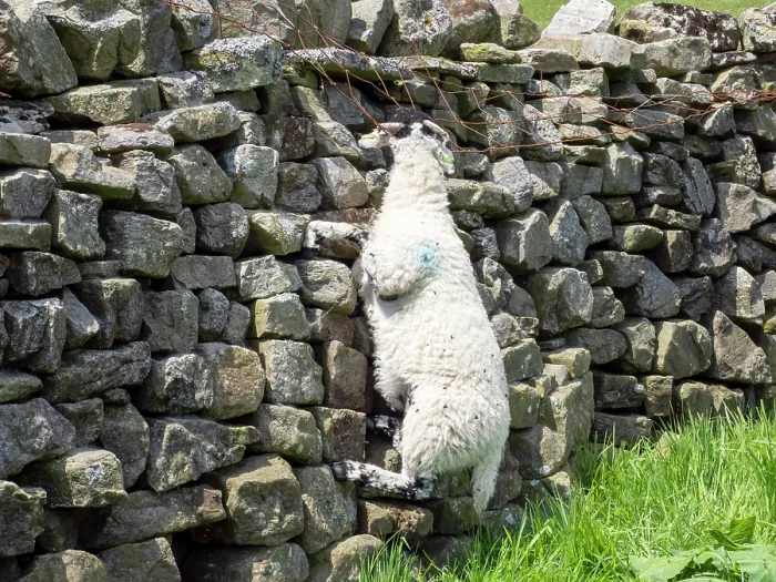 Framed Print : Dead lamb hanging from a fence after getting its horn trapped, Muker, Swaledale, Yorkshire Dales, UK. May Framed Print : Dead lamb hanging from a fence after getting its horn trapped, Muker, Swaledale, Yorkshire Dales, UK. May