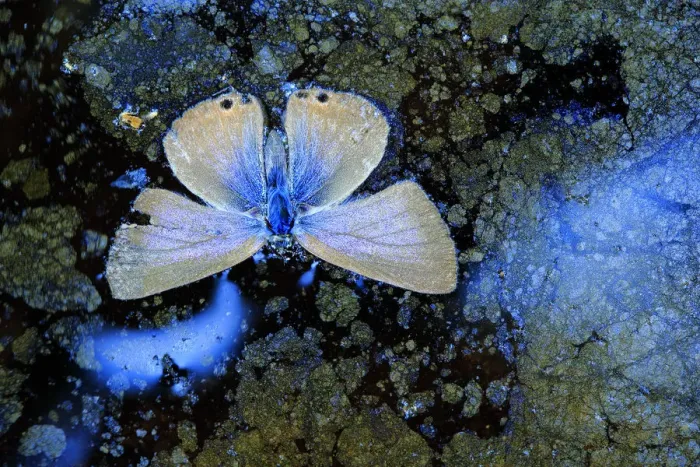 Framed Print : Dead Langs short-tailed blue butterfly (Leptotes pirithous Framed Print : Dead Langs short-tailed blue butterfly (Leptotes pirithous